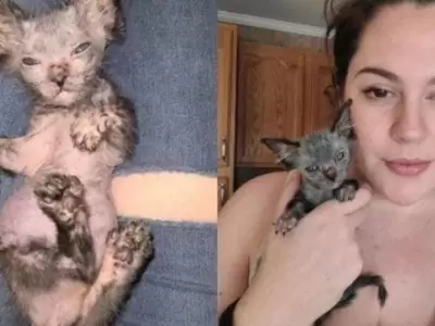 lykoi-gato-lobo-datos-argentina-precio-historia