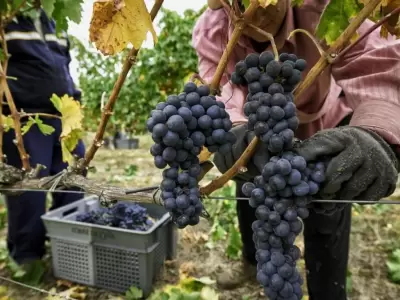 produccio?n-mendoza
