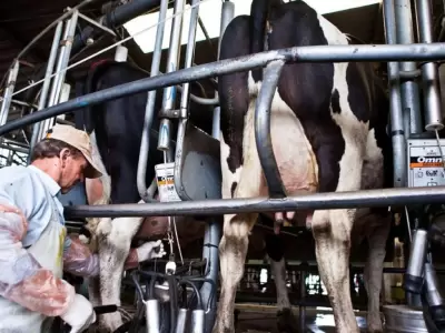 tambo_leche_vacas