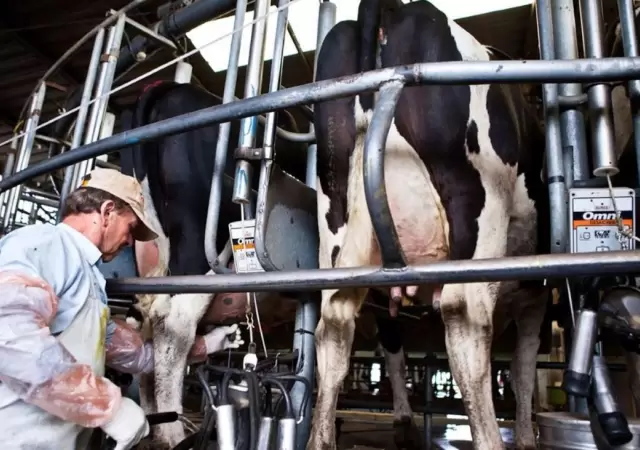 tambo_leche_vacas
