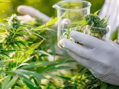 cannabis-medicinal