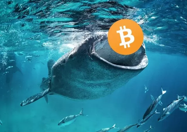 ballenas-Bitcoin_1