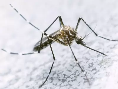 dengue