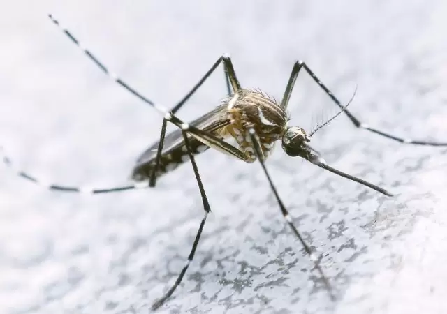 dengue