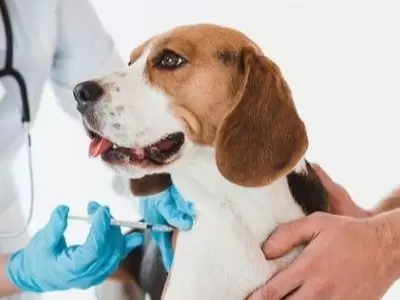 Periodicidad-de-las-vacunas-y-desparasitaciones-para-tu-perro