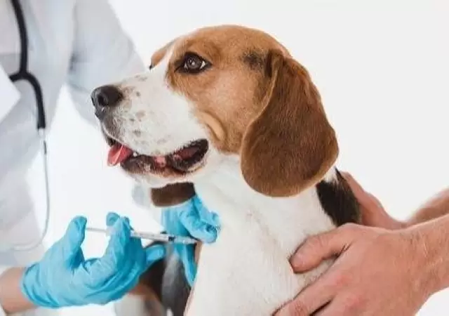 Periodicidad-de-las-vacunas-y-desparasitaciones-para-tu-perro