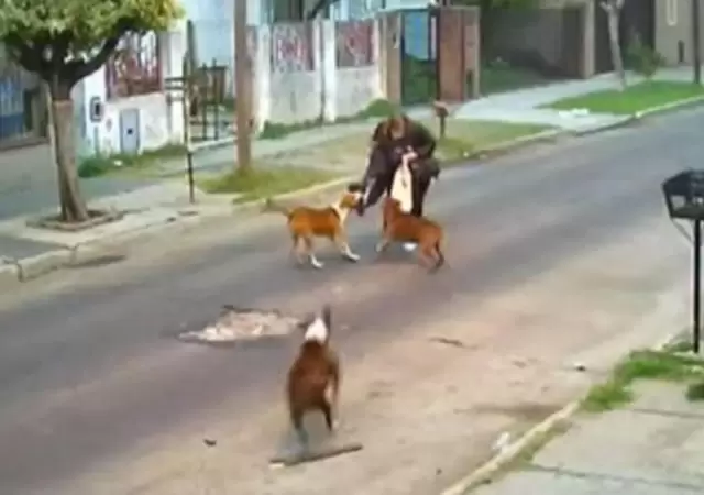 perros-pitbull-ataque-argentina-video-fotos-mujer