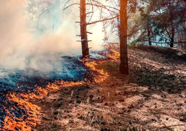 incendioportada