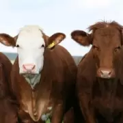 "Pegarse un Tiro en el Pie": el Gobierno respondió el proyecto de impuesto al gas metano de las vacas