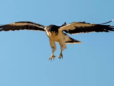 Phalcoboenus-albogularis_White-throated-Caracara_Mariano-Costa_Aves-Patagonicas_DSC_7233b