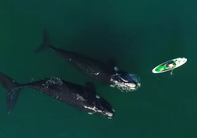 ballenas-fotos-puerto-madryn-video