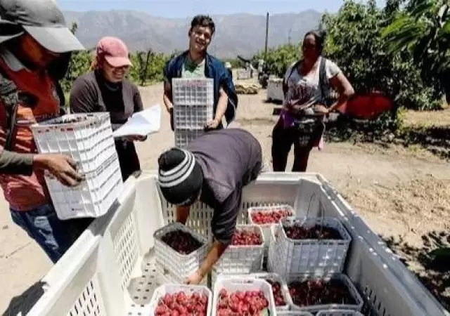 Cerezas