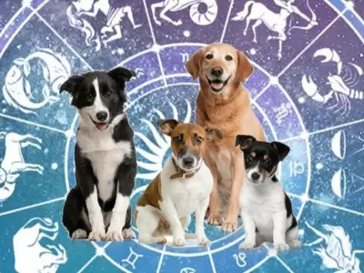 signos-zod�aco-perro-hor�scopo-crianza