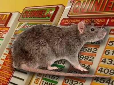 rata-quiniela-hoy-numero-suerte-sueo
