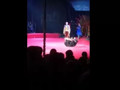oso-video-circo-ataque-domadora
