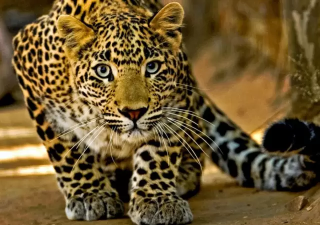 leopardo-vs-seora