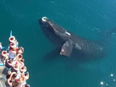 ballena-franca-austral