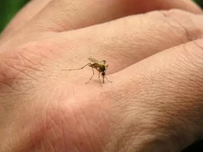 mosquito-dengue
