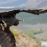 Un hito en la veterinaria mendocina y la lucha por salvar aves