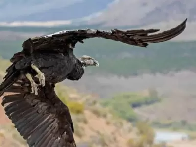 Un hito en la veterinaria mendocina y la lucha por salvar aves