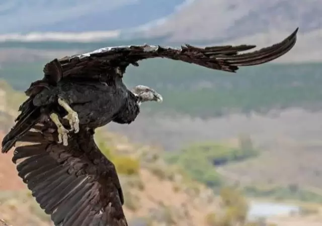 Un hito en la veterinaria mendocina y la lucha por salvar aves