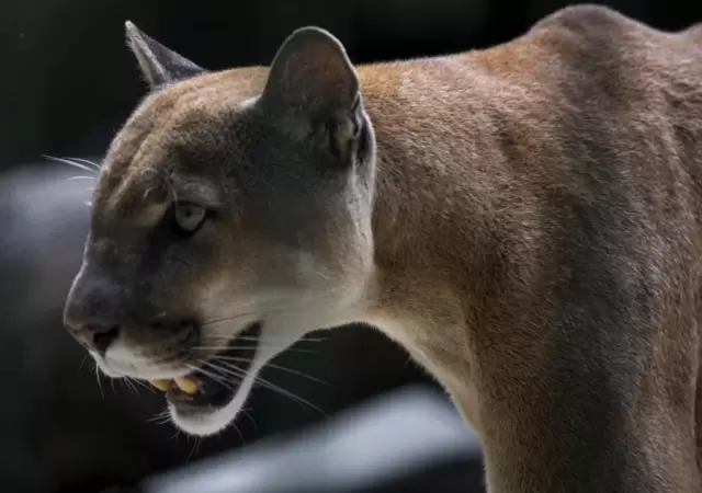 puma