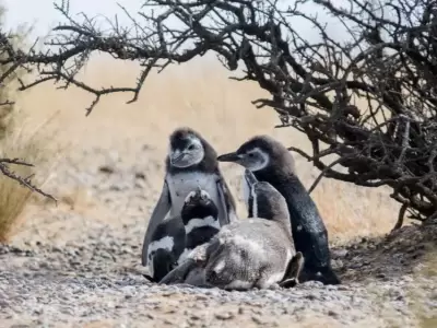 piguinos-reserva-argentina-chubut-muerte-videos