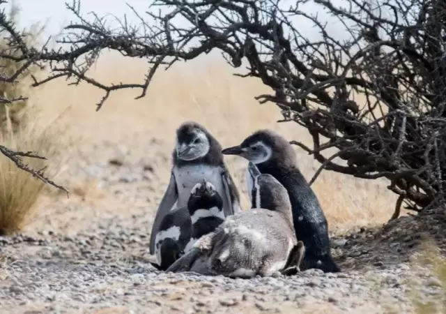 piguinos-reserva-argentina-chubut-muerte-videos