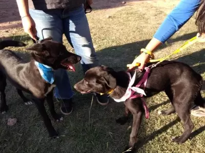 perros