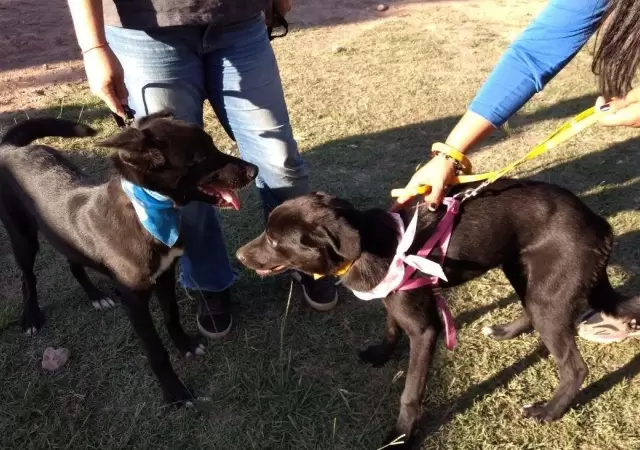 perros