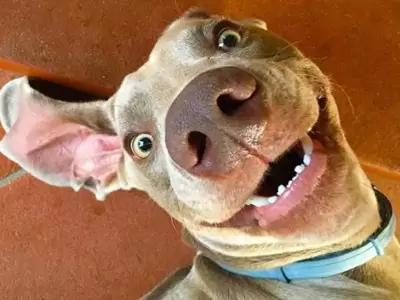 PERRO-LENGUAJE