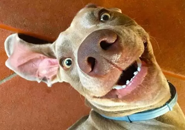PERRO-LENGUAJE
