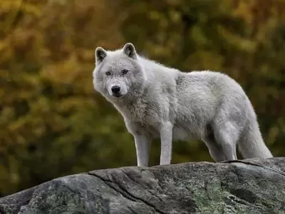 extincion-lobos