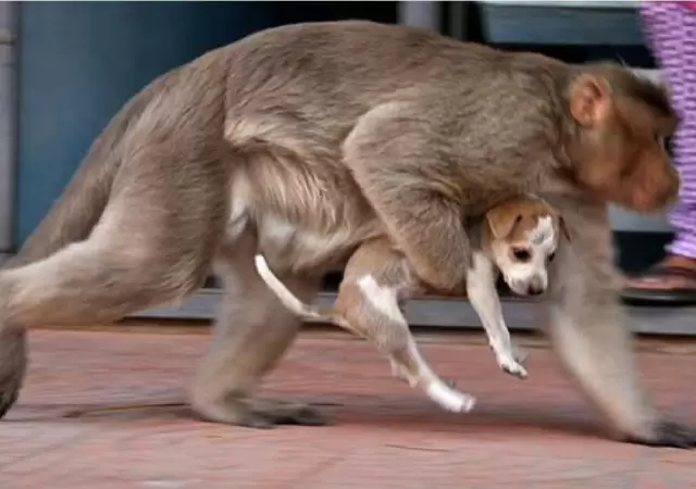 monos-vs-perros