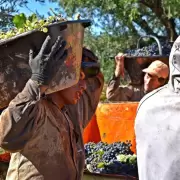 Cosechadores buscar�n imponer a la fuerza el precio del tacho de uva