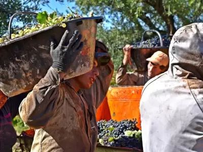 La cosecha de uvas para la elaboraci�n de vinos iniciar� fuerte en Argentina a mediados de febrero.
