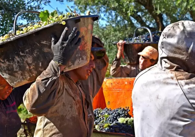 La cosecha de uvas para la elaboraci�n de vinos iniciar� fuerte en Argentina a mediados de febrero.