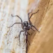 Las picaduras de algunas ara�as pueden ser letales: c�mo identificarlas