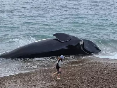 ballena-muertajpg