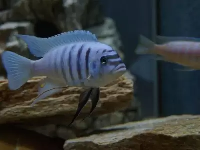 peces-jpg.