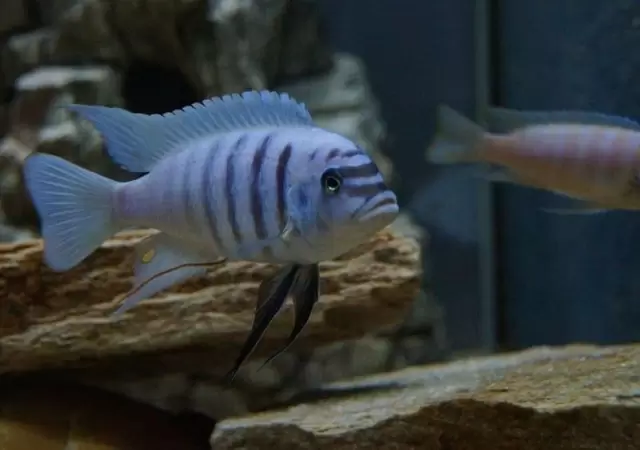 peces-jpg.