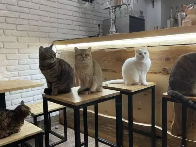 ucrania-gatos-jpeg.