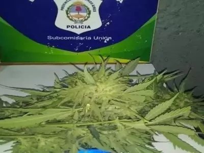 marihuana-deliveryjpg-jpg.