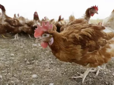 gallina-jpg.