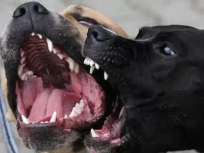 perros-jpg.