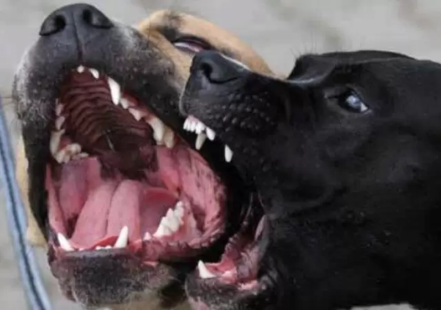 perros-jpg.