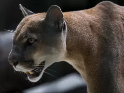 puma