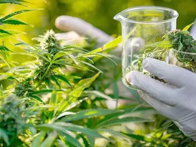 cannabis-medicinal-jpg.
