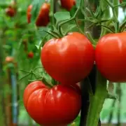 Cómo conservar los tomates frescos y saludables por más tiempo