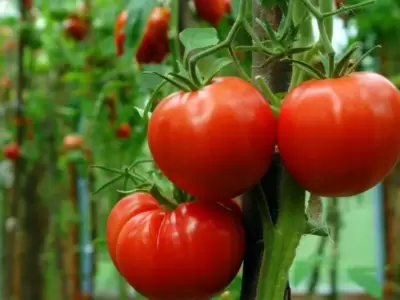 tomates-vitamina-d-estudio-huevos-reino-unido-png.